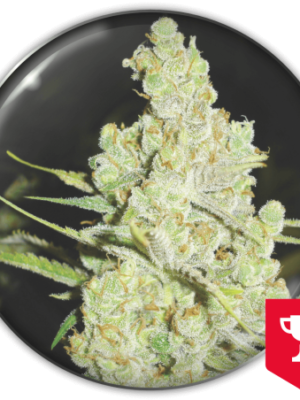 Medical Seeds 1024