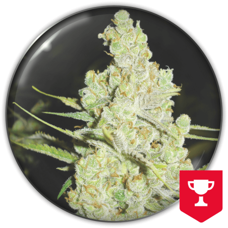 1024 (1) Medical Seeds 1024