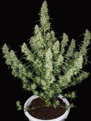 Buddha Seed Magnum Automáticas