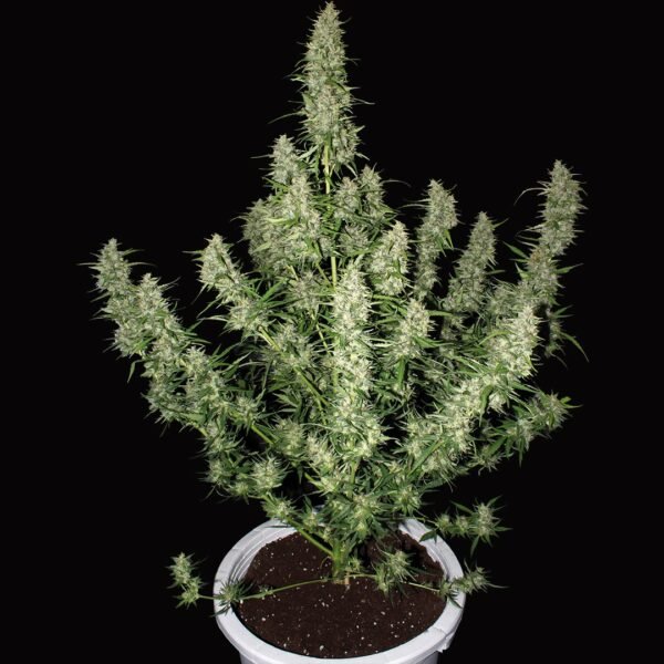 Buddha Seed Magnum Automáticas