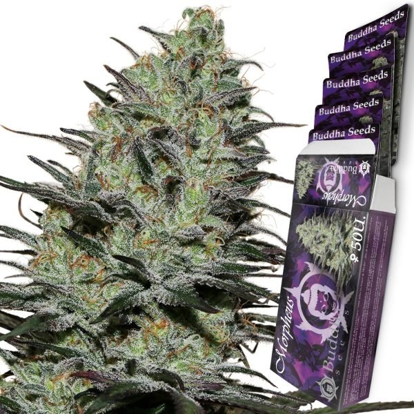 Buddha Seeds Morpheus