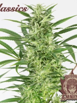 Buddha Seed Amnesia Automáticas