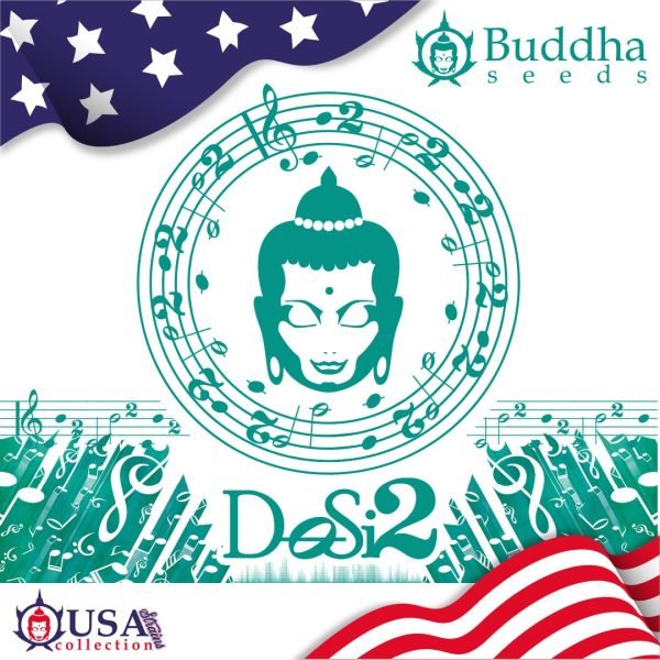 Buddha Seeds Dosi2