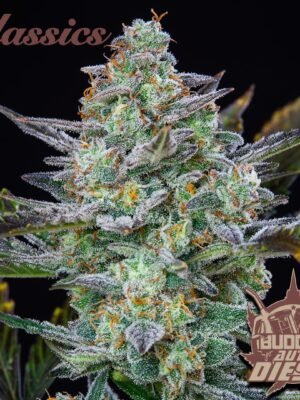 Buddha Seed  Diesel