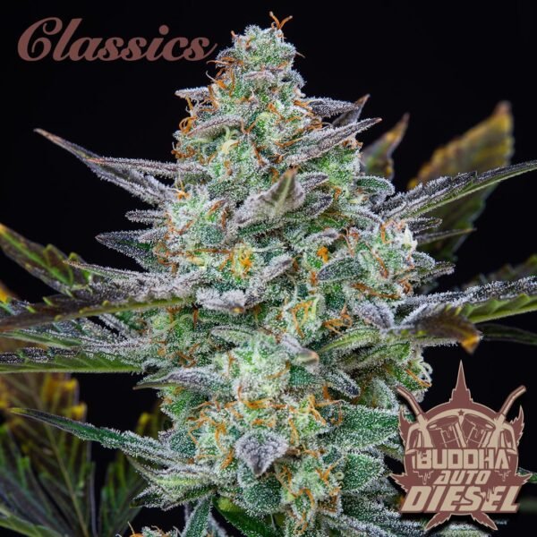 Buddha Seed  Diesel