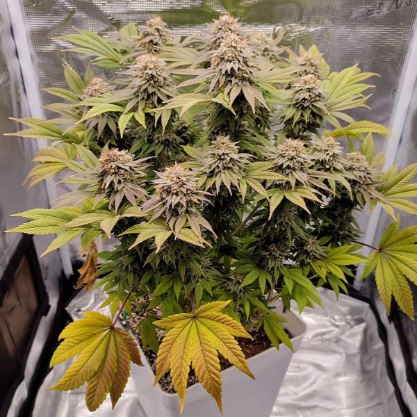 Buddha Seeds Gorila