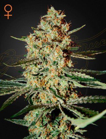 Green House Seeds Himalaya Gold