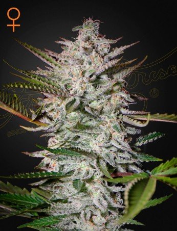 Green House Seeds Holy Punch