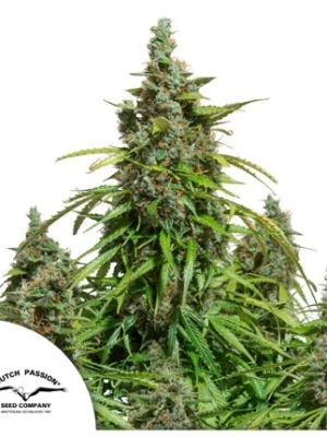 Dutch Passion Auto Mazar
