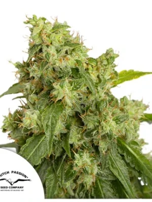 Dutch Passion Auto Xtreme