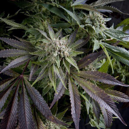 blue-pyramid Pyramid Seeds Blue Pyramid