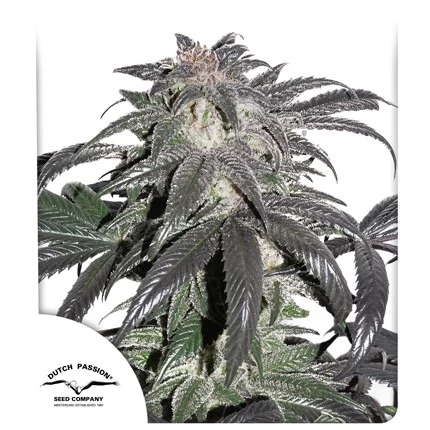 Dutch Passion Bubba island kush