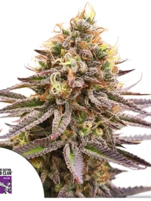 Super Sativa Seeds Gorilla Super Glue
