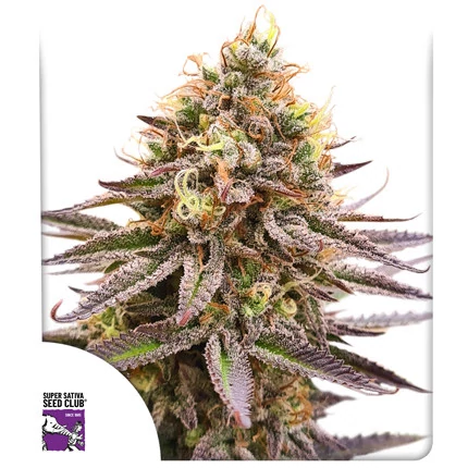 gorilla-super-glue Super Sativa Seeds Gorilla Super Glue
