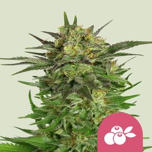 Royal Queen Seeds Haze Berry