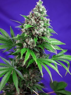 Sweet Seeds Killer Kush F1