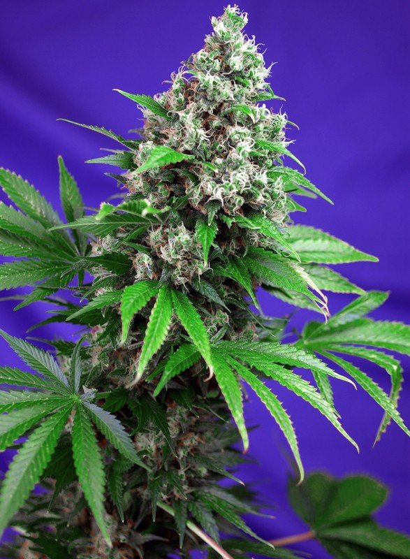 killer-kush-f1-fast-version Sweet Seeds Killer Kush F1
