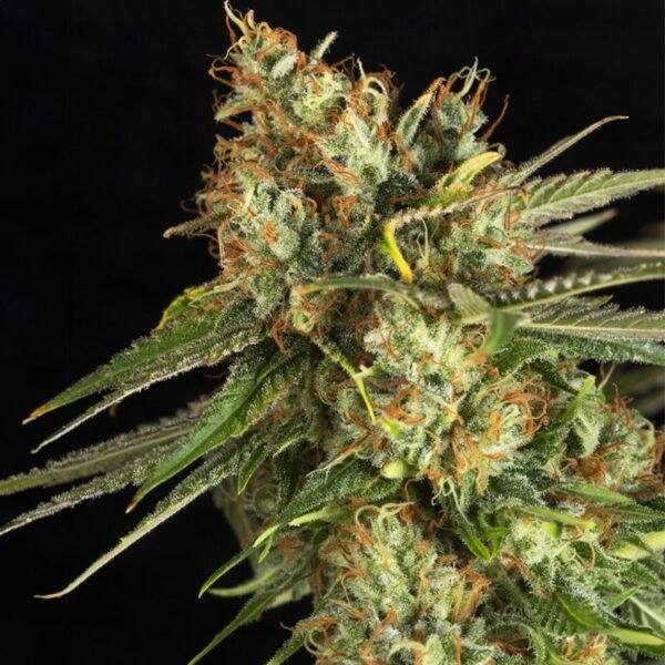 Eva Seeds Lemon king