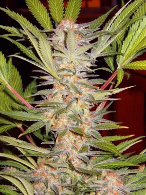 Sweet Seeds S.A.D