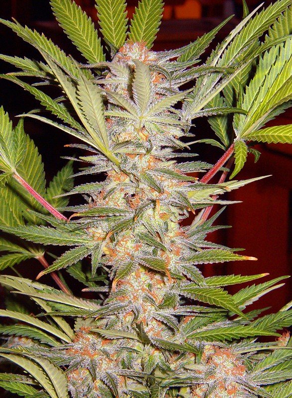 sad-sweet-afgani-delicious-f1-fast-version Sweet Seeds S.A.D