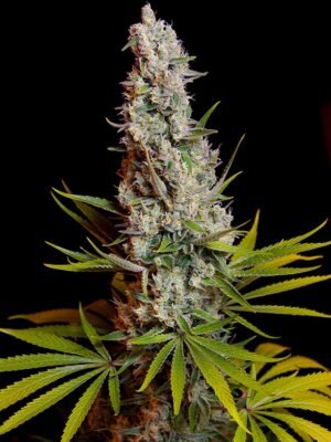 Sweet Seeds Sweet Cheese
