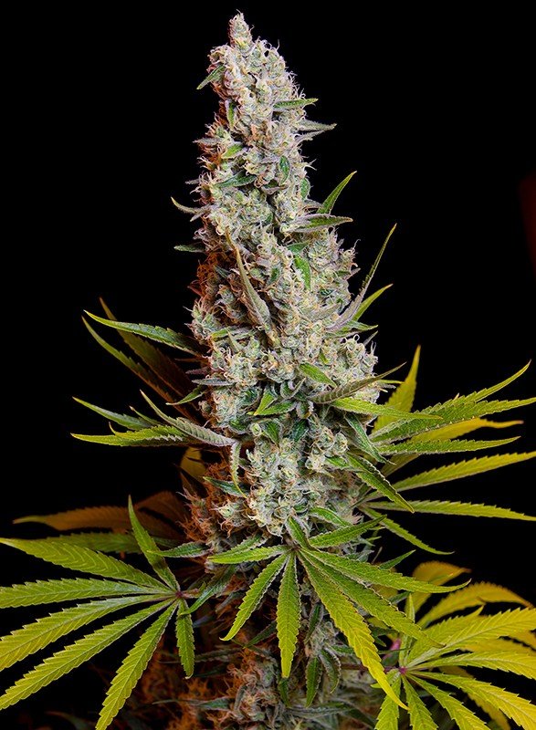 sweet-cheese Sweet Seeds Sweet Cheese