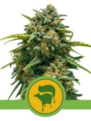 Royal Queen Seeds Sweet skunk Automáticas