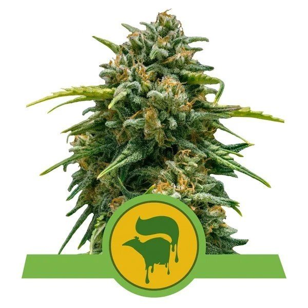 Royal Queen Seeds Sweet skunk Automáticas