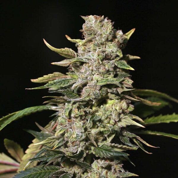 Eva Seeds Tnt Kush