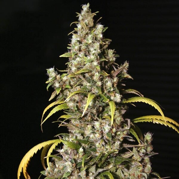 xmonster.jpg.pagespeed.ic.-qey9b27EP Eva Seeds Monster