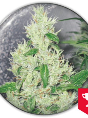 Medical Seeds Griega