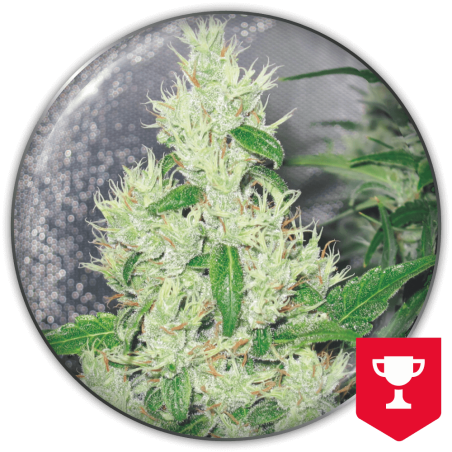 y-griega- Medical Seeds Griega